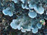 Pelt lichen, Peltigera sp.