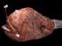 anglerfish
