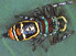 Australian jumping spider