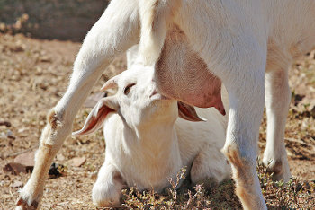 Goat kid feeding