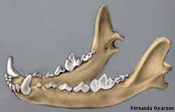 Mammalian jaw bone dentary