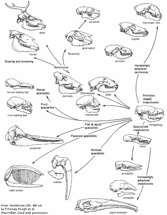 Diagram of Mammal skull function and evolution