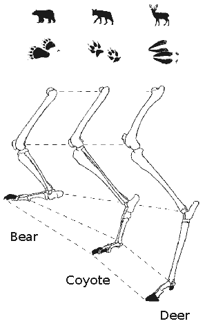 Diagram of Mammal limb function and evolution