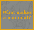 What makes a Mammal?