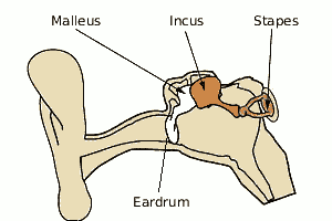 Middle Ear Bones
