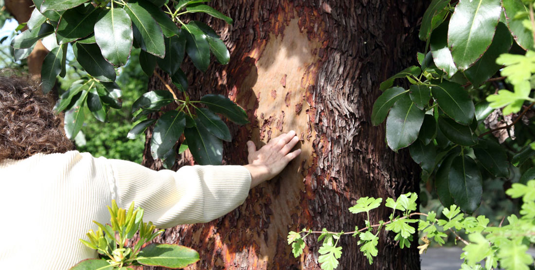 A person touches a madrone tree