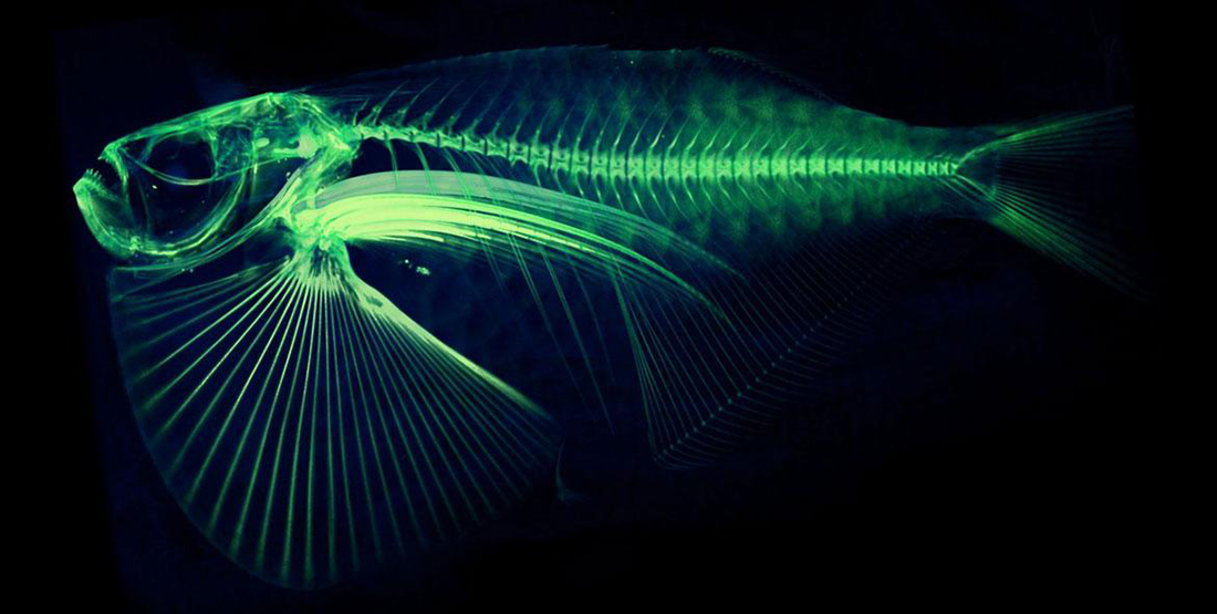 A CT scan of the spotfin hatchetfish