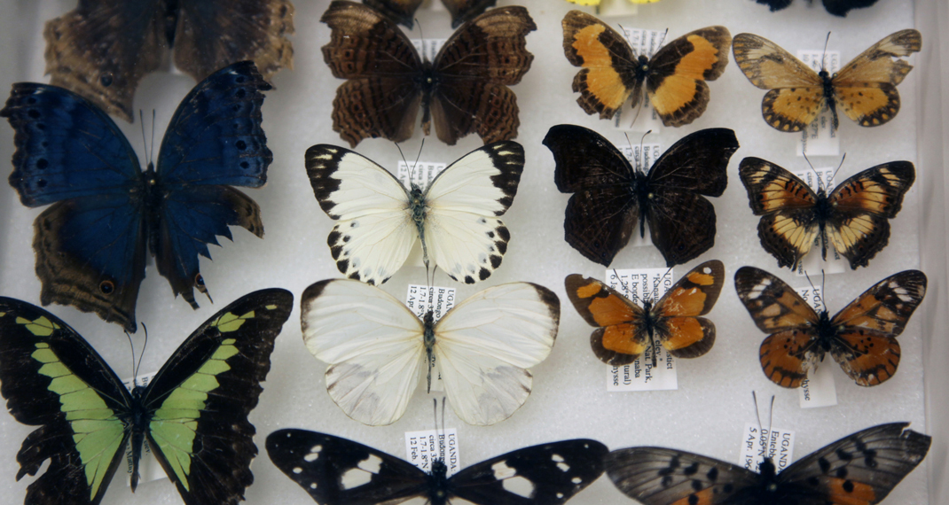 pinned butterfly specimens