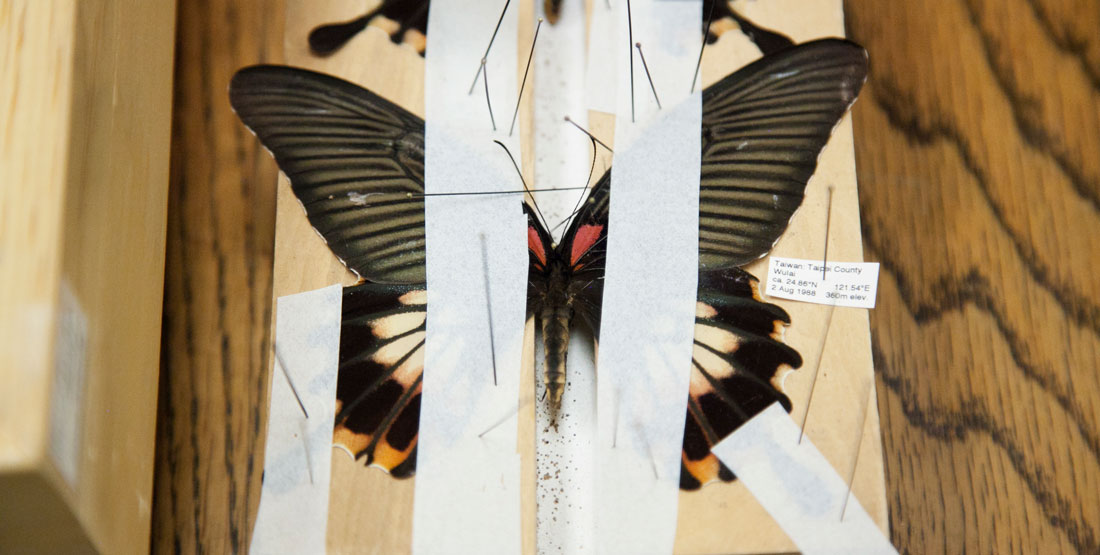 butterfly pinned on a board to dry