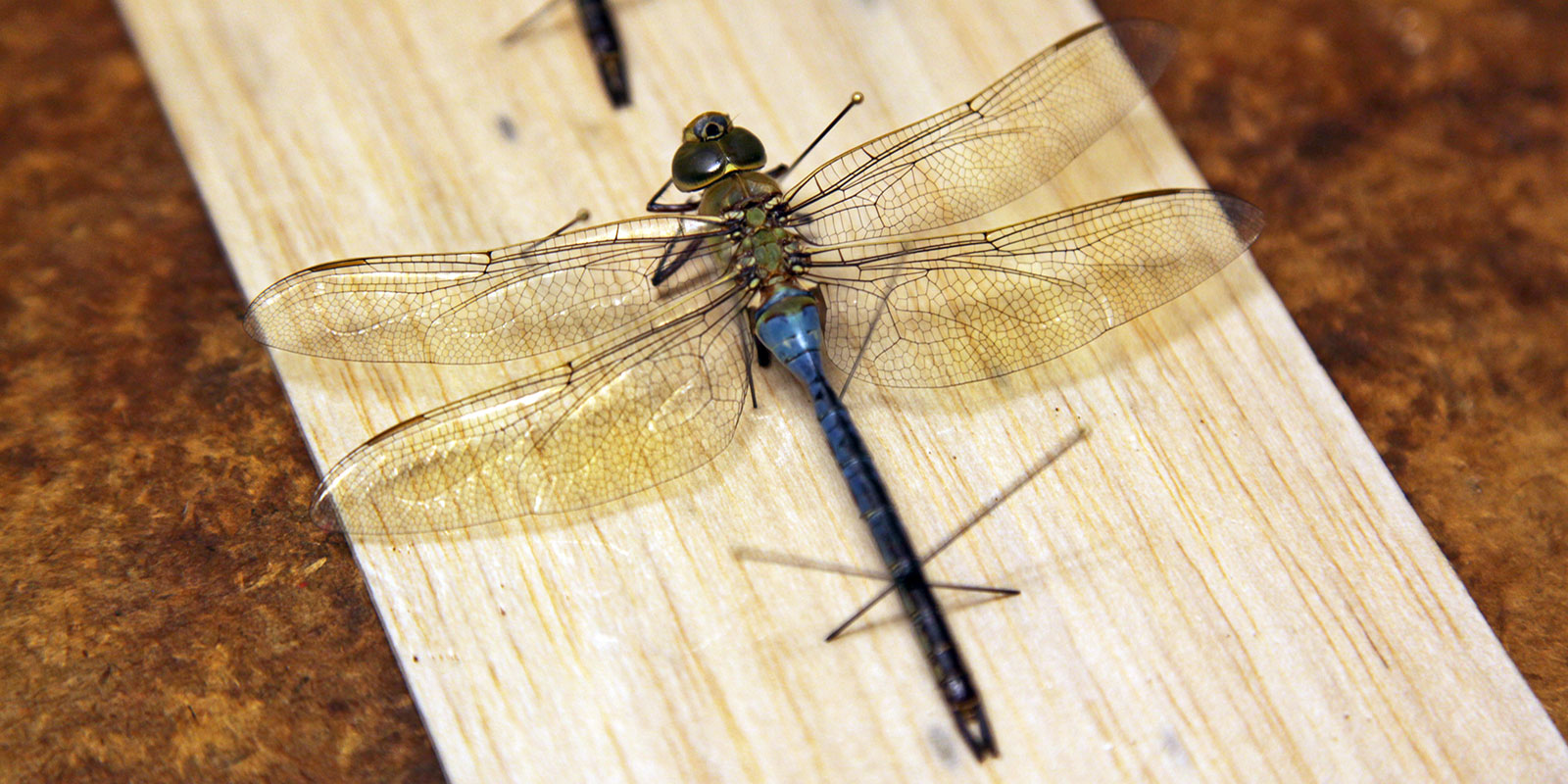 close up of a green darner dragonfly pinned to dry