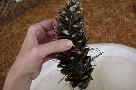 A hand holding a pine cone