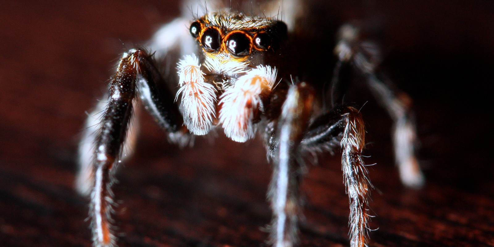 a close up of a spider showing it's big eyes and long legs