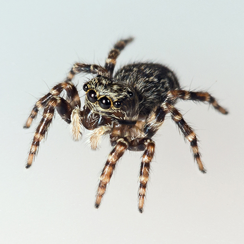 A view of a live female spider