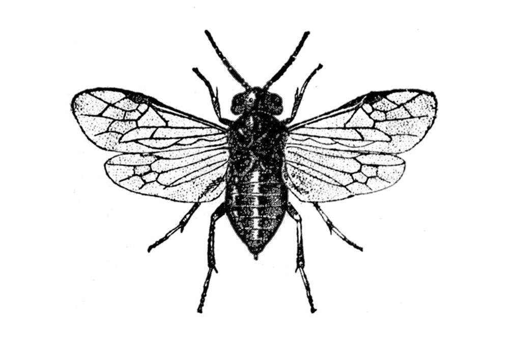 Illustration: Caliroa cerasi, a sawfly
