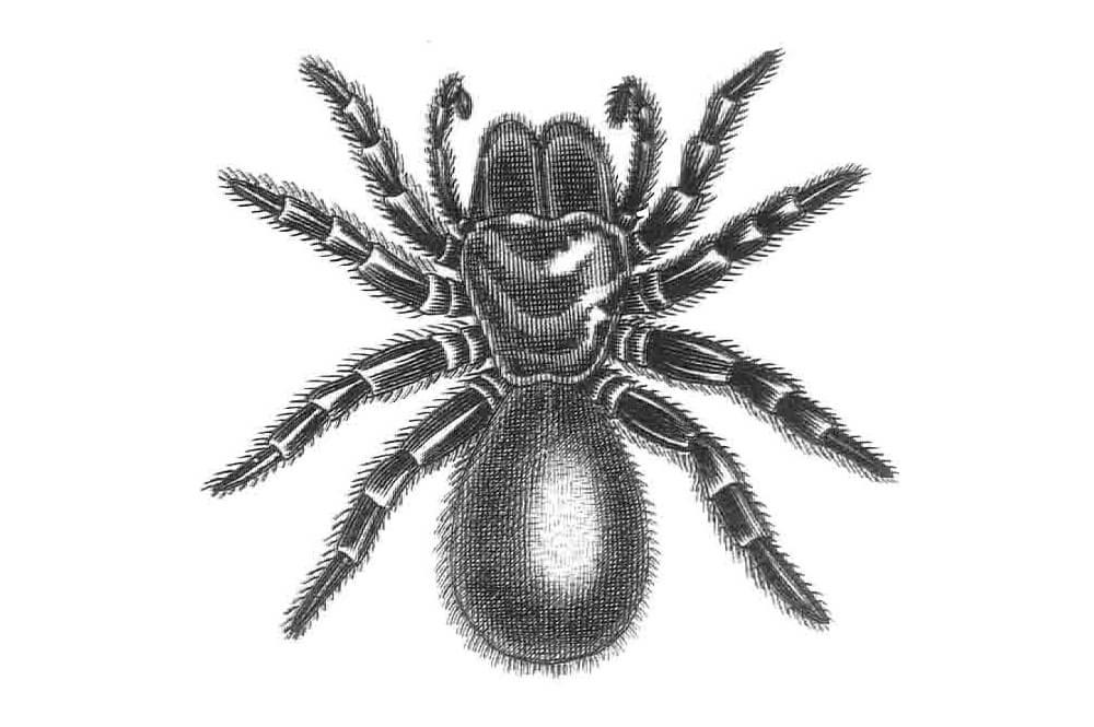 illustration of a spider, Missulena occatoria (Australia)
