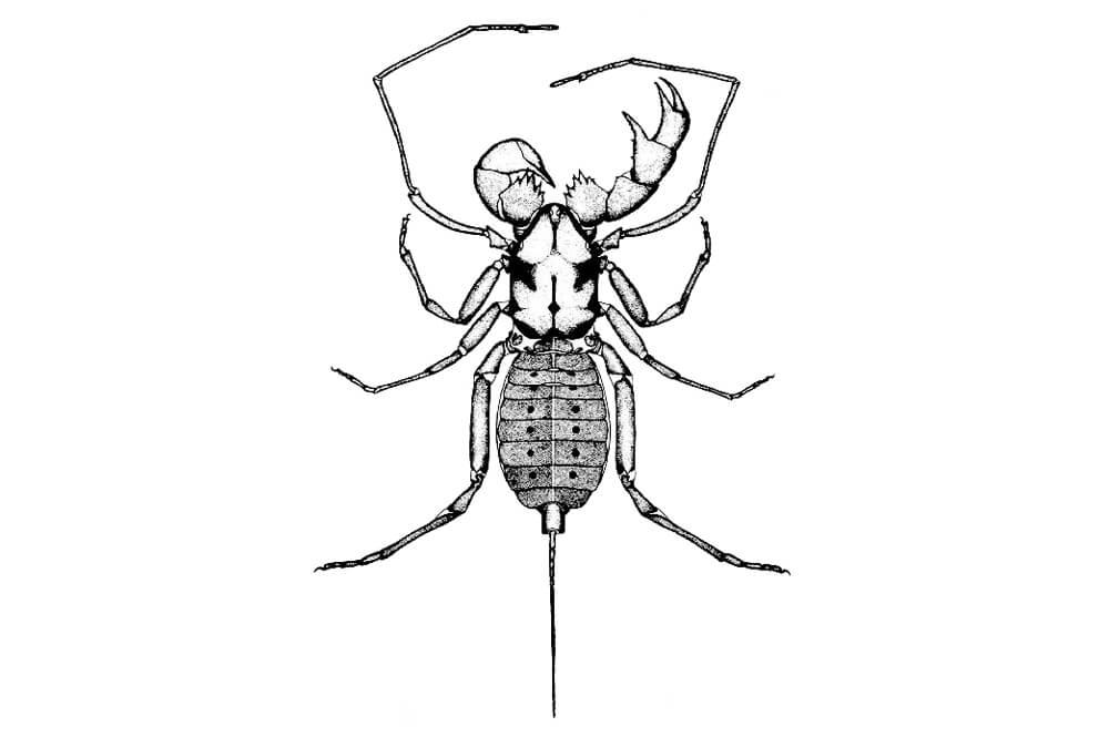 illustration of a whipscorpion, Abaliella dicranotarsalis