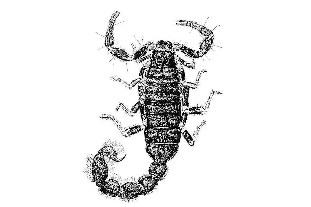 Illustrations of a scorpion, Charmus indicus (India)