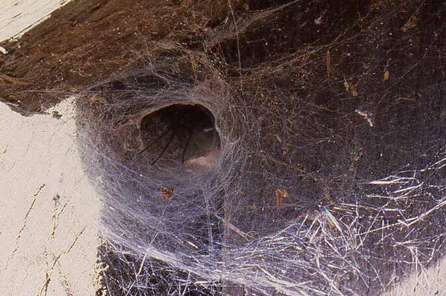 photo of a funnel web