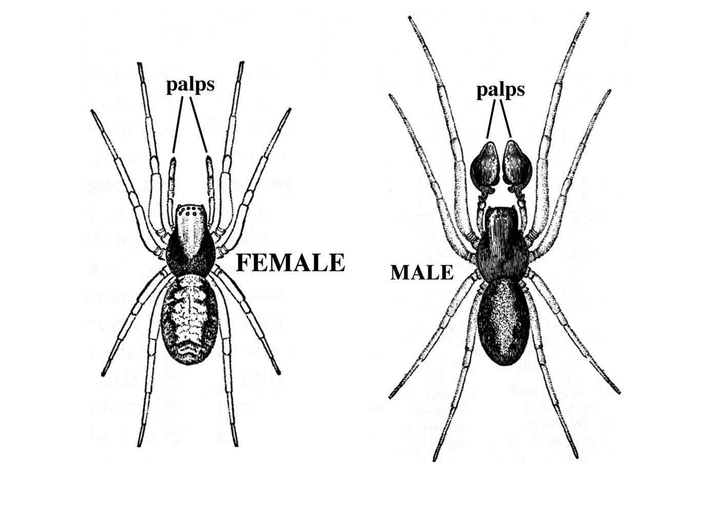 illustration of two spiders -- male and female -- side by side