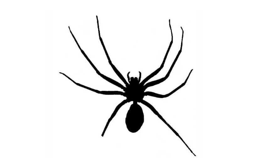 An incorrect drawing of a brown recluse spider