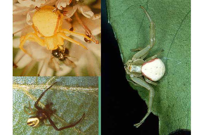 a collage of three spider photos each showing distinct color variation from one another