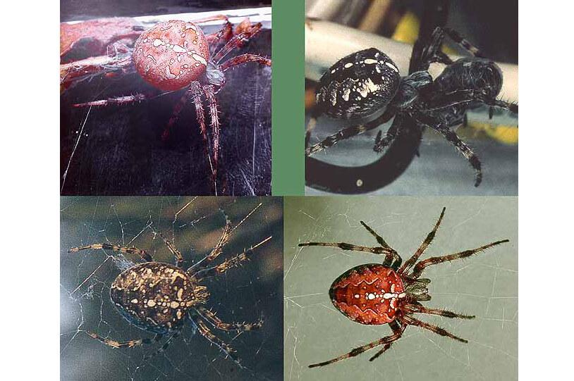 four spider images each showing very distinct color variation