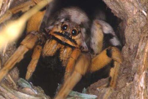 A brown and black tarantula in a hole
