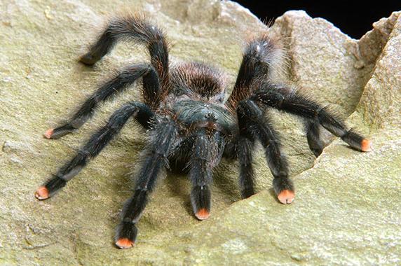 A tarantula that is black with pink tips of its legs