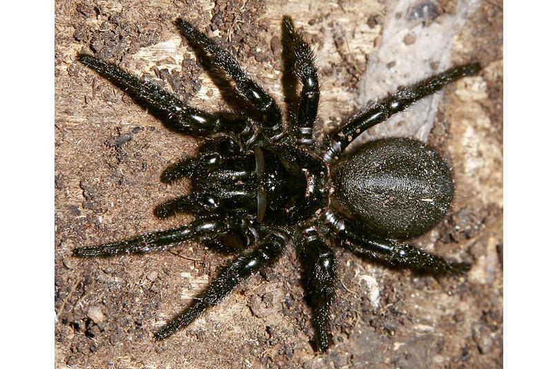 A black female Sydney funnelweb spider