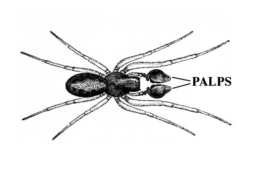 hobo spider diagram showing palps