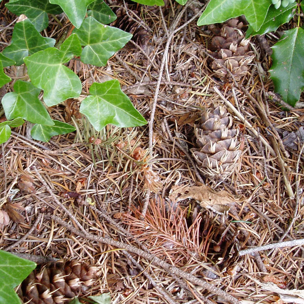 A pinecone on the ground covered in dried pine needles