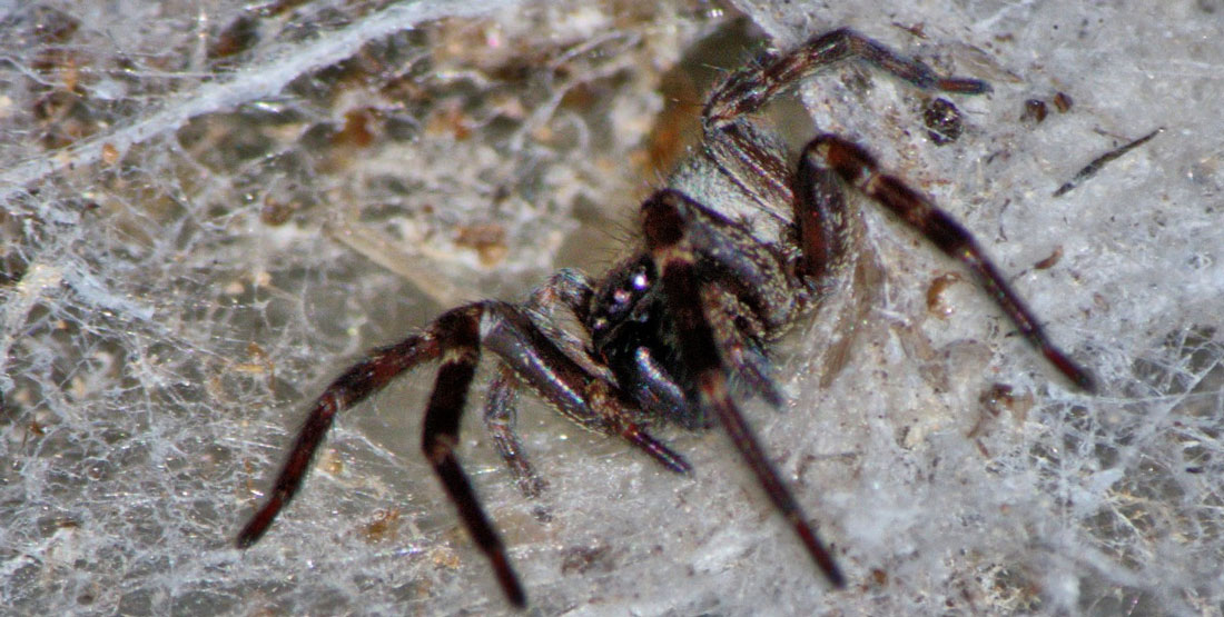 A female black spider in the middle of a cone shaped web