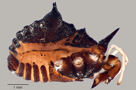 The side view of a spider body with spiny horns protruding from its body and brown markings