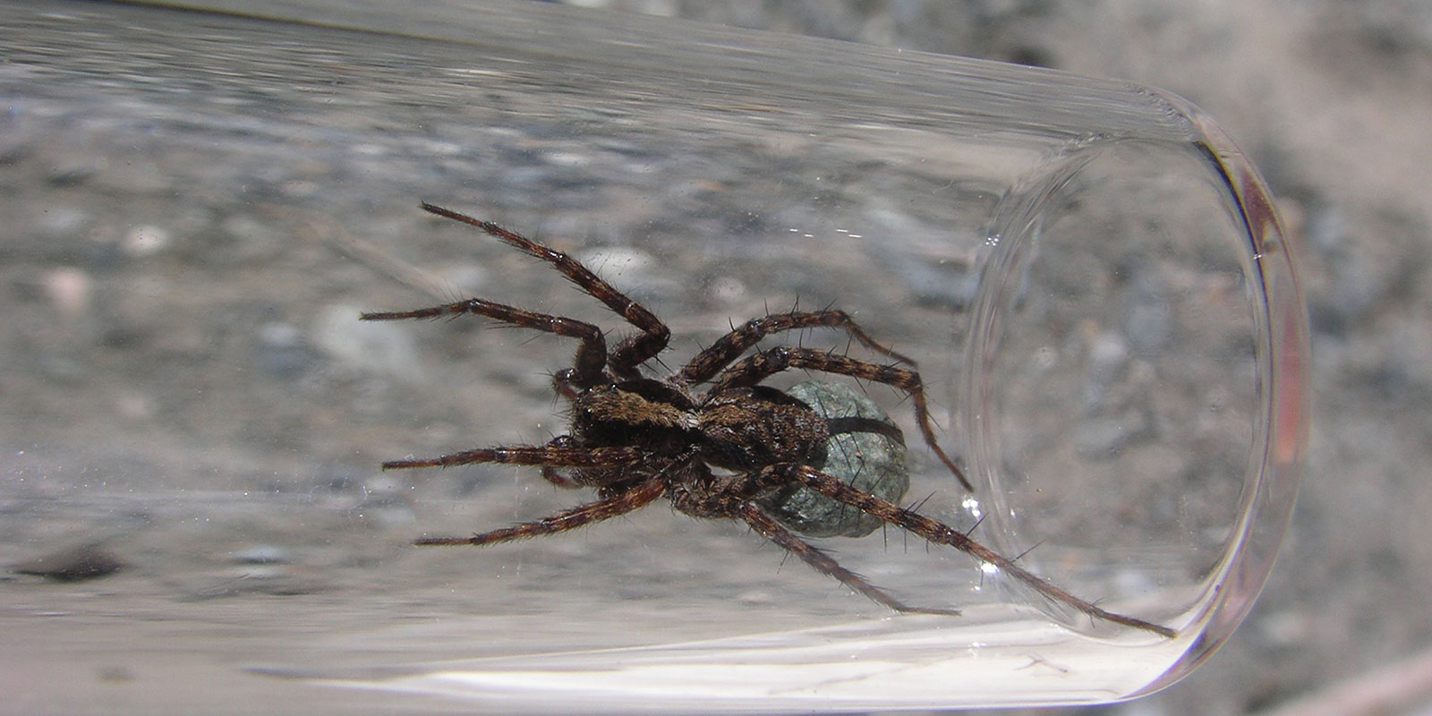 A large wolf spider in a clear glass container