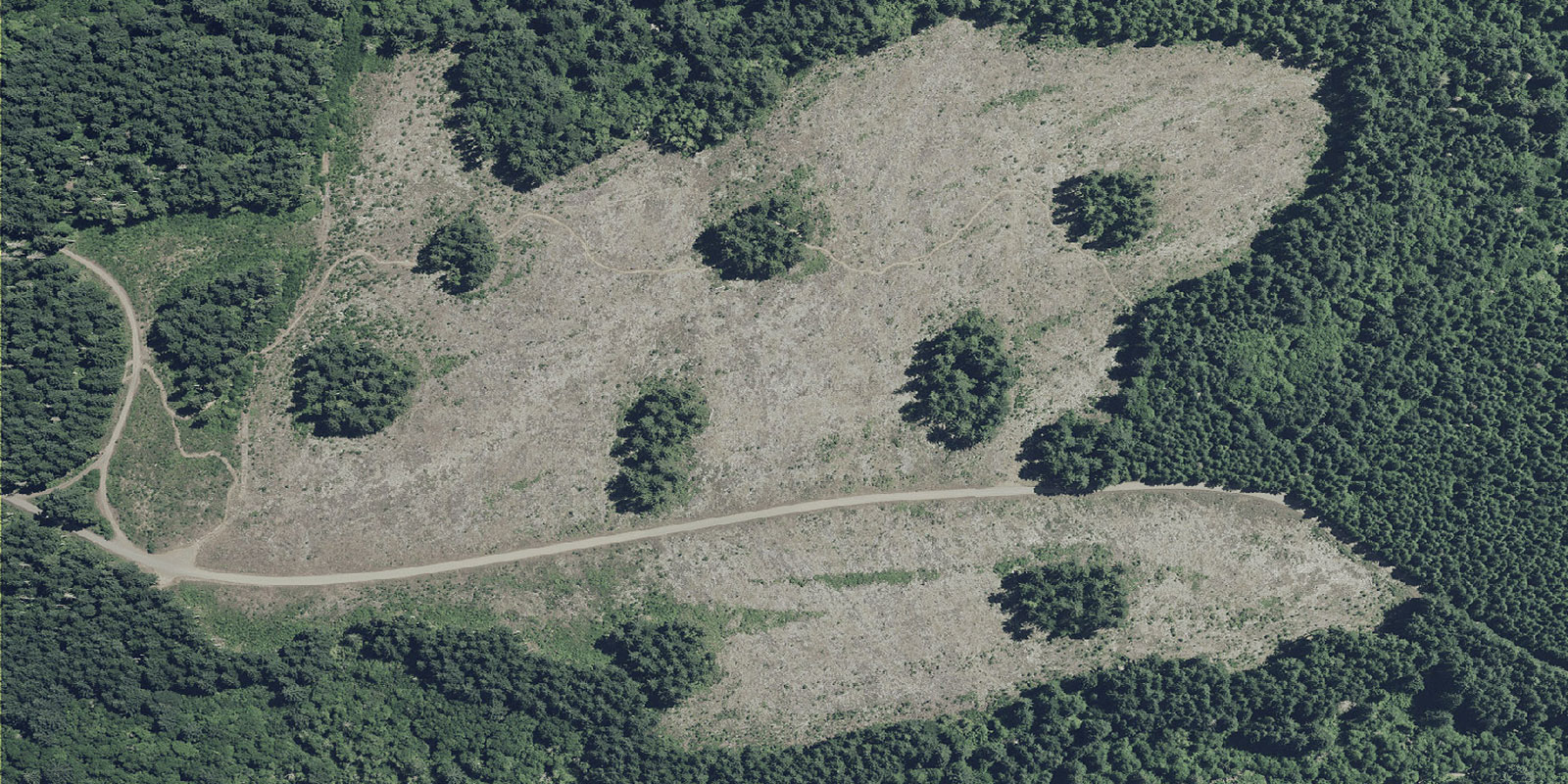 Aerial view of aggregated retention logged lands, which leaves patches of undisturbed trees.