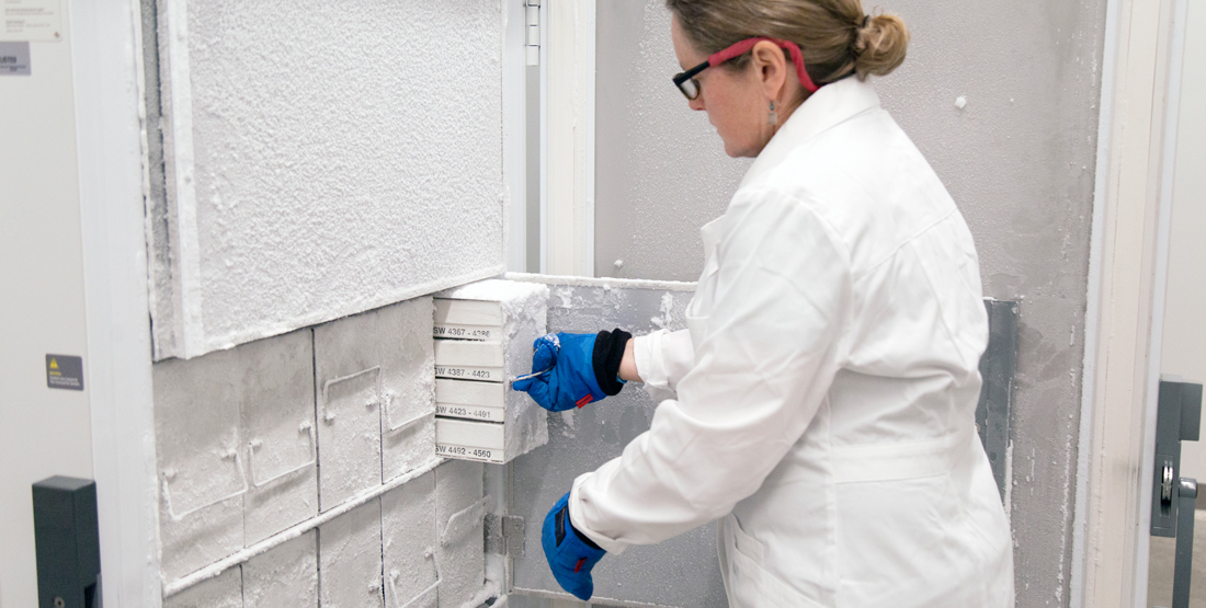 A woman wearing lab coat and gloves opens a large ultracold freezer drawer