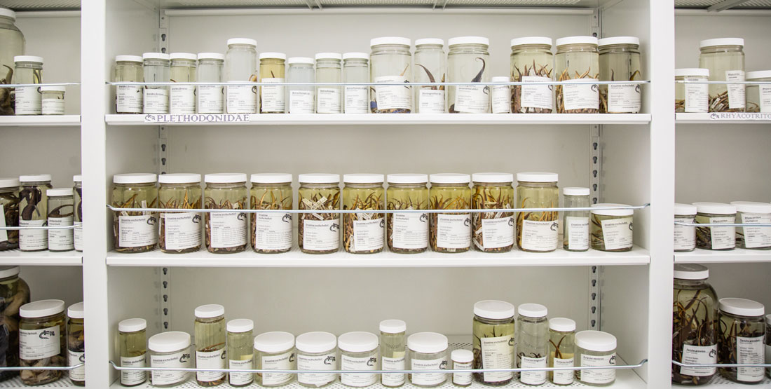 wide shot of several shelves of alcohol-preserved specimens