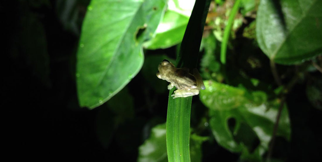 small frog perched on the tip of thin green leaf