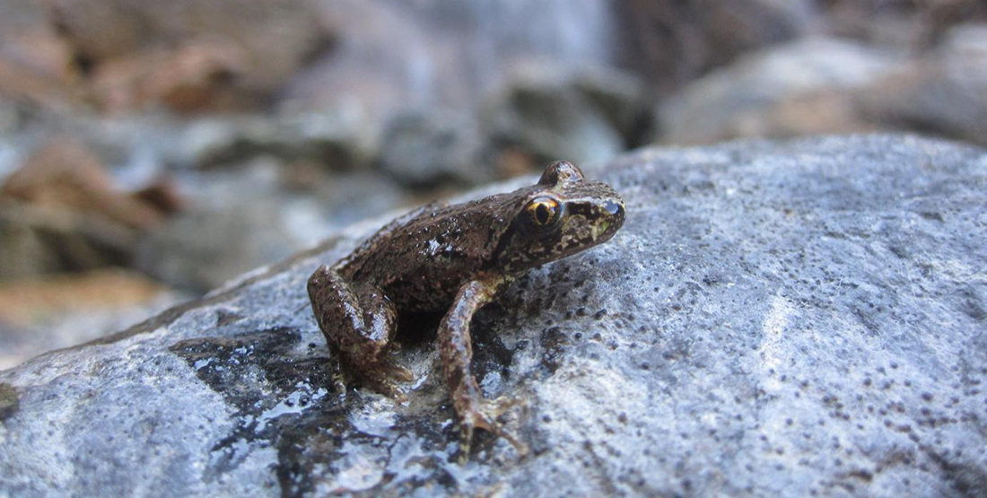 close up of a frog on a rock