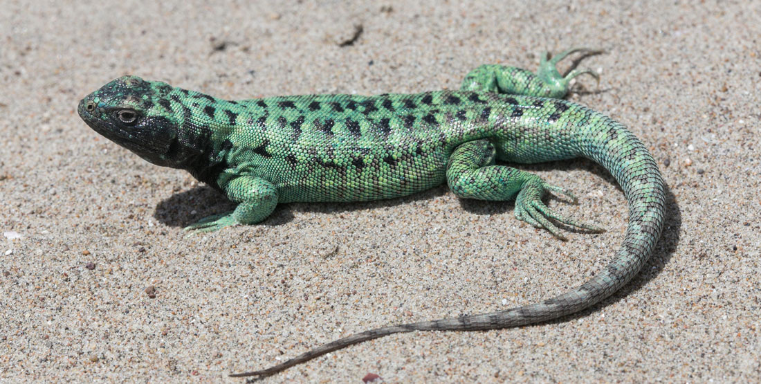 A green striped lizard sitting on the sand