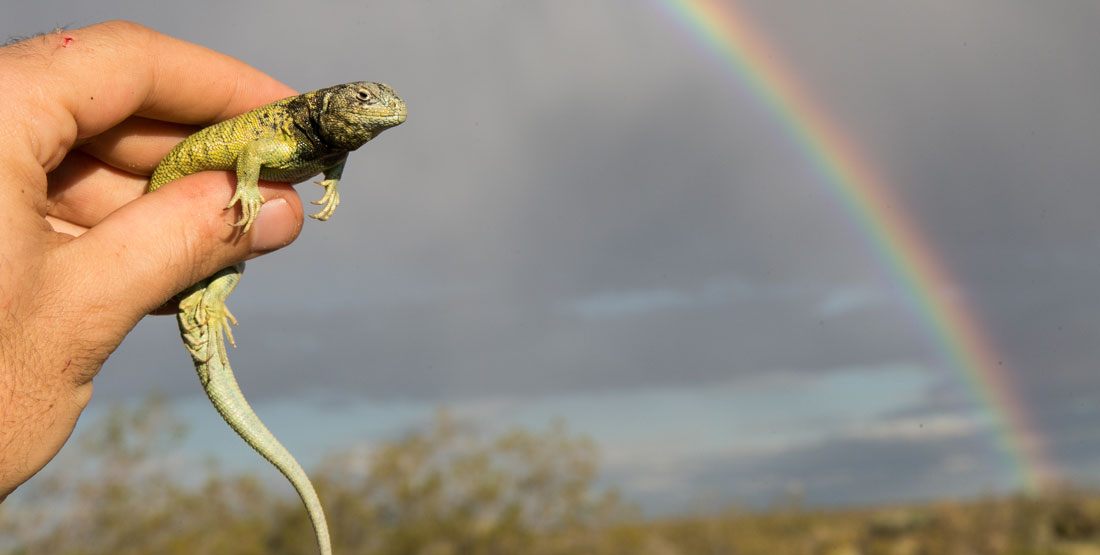A close up of a hand holding a lizard with a view of a rainbow in the background