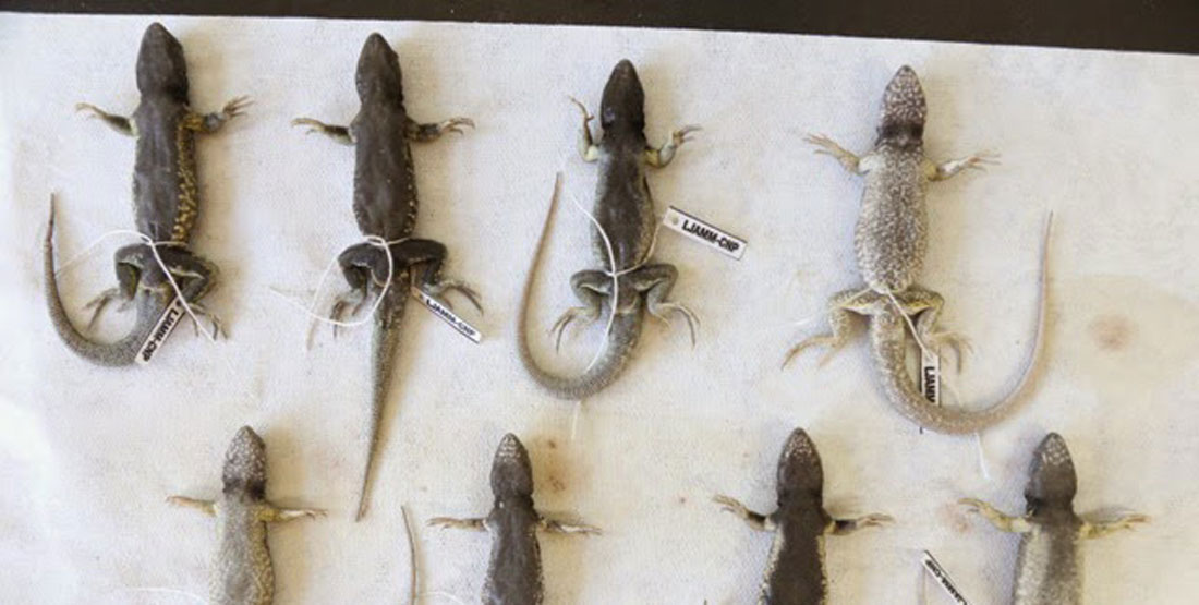 Eight specimens laid out on a cloth and appearing to show different patterns on their bellies