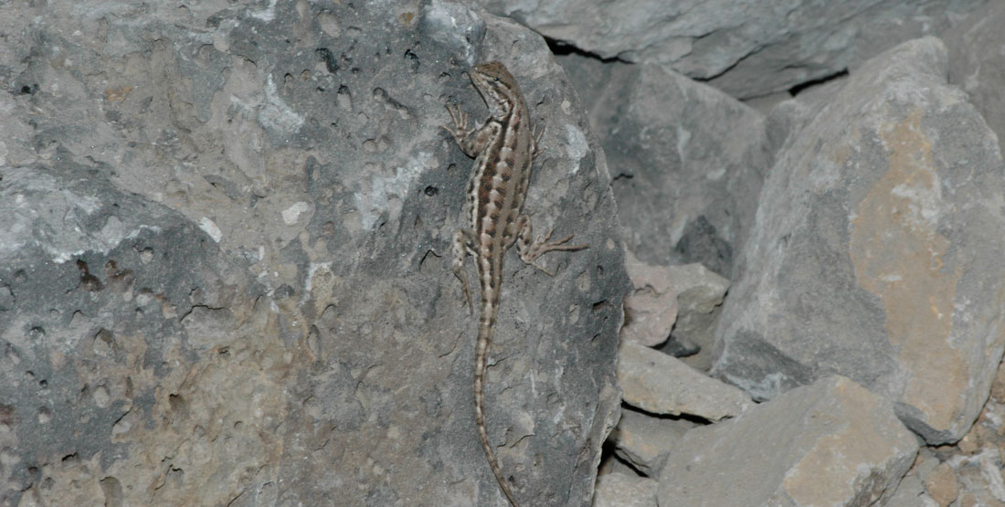 A light brown and dark brown striped lizard climbs up a grey rock