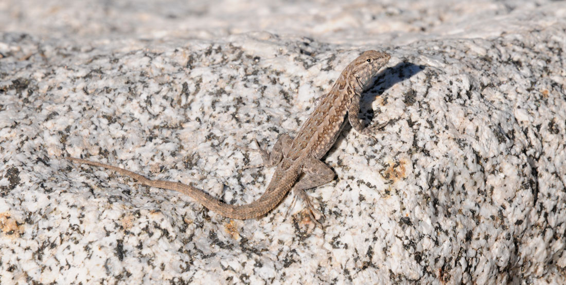 A common side-blotched lizard climbs a white and black rock in the sun