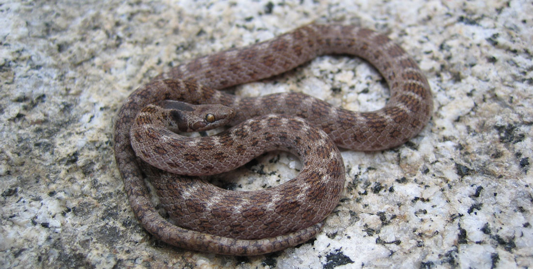 A close up view of a light brown and dark brown striped snake sitting on a light colored rock