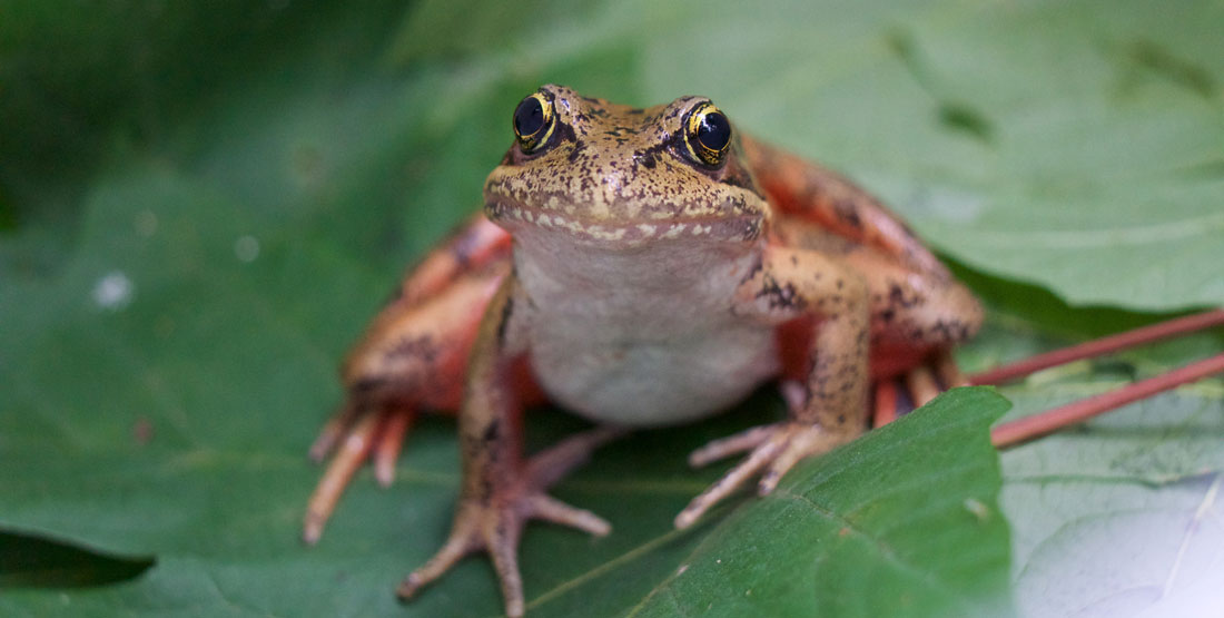 A close up of a northern red-legged frog sitting on a green leaf