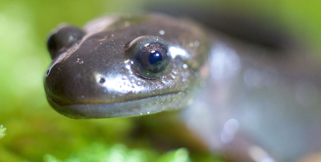 A close up of a northwestern salamander's head