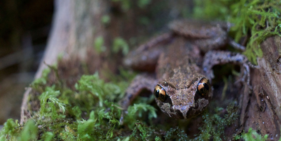 A brown frog with orange and black eyes sits on a tree