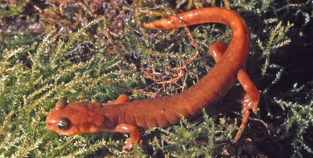 A close up of a orange salamander with black eyes