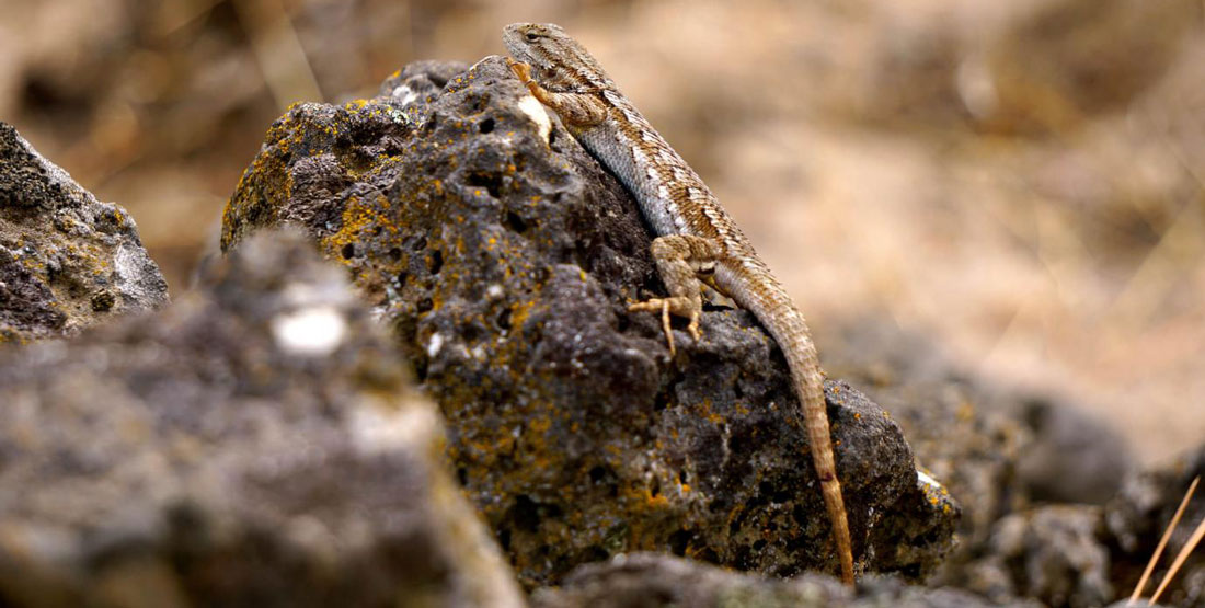 A yellow and white Western Fence Lizard climbs a rock